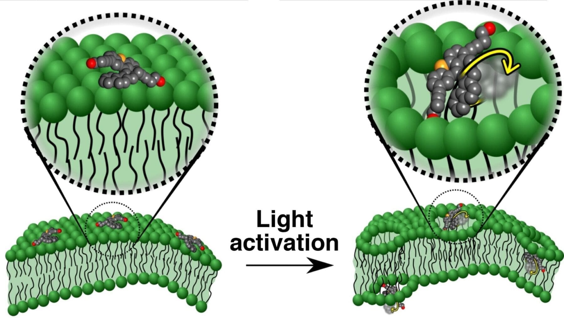Nanomachine motorized molecules can drill into cells to deliver drugs or even kill the cell