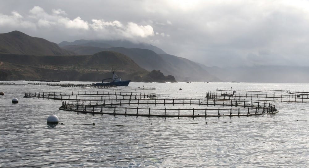 The world’s oceans possess vast, untapped potential for sustainable aquaculture