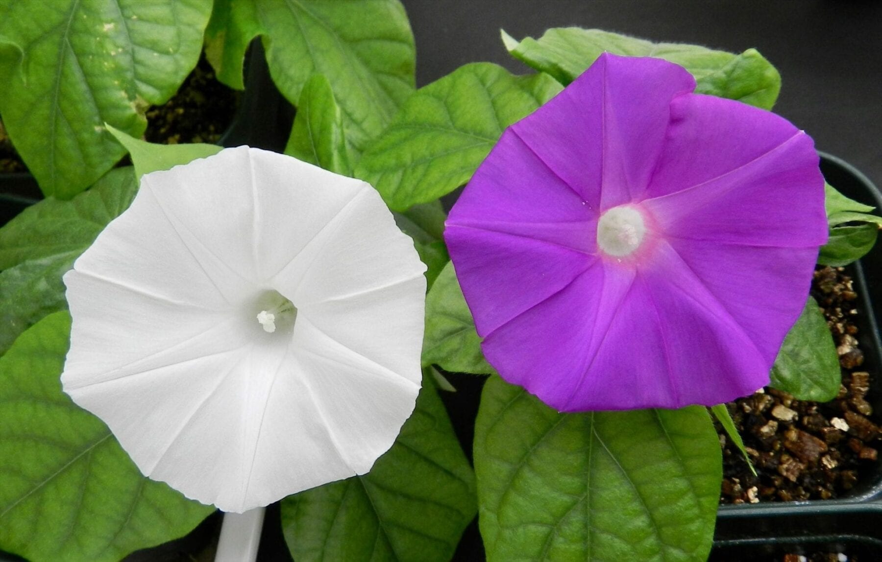 In a world-first, CRISPR/Cas9 is used to change flower color