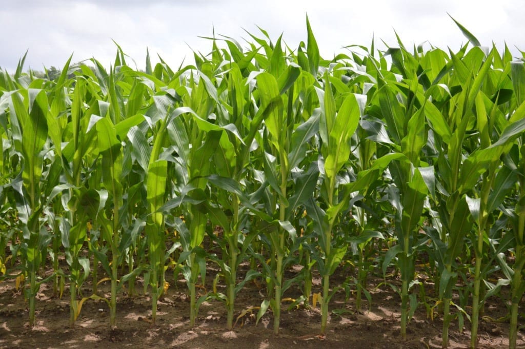 An efficient way to enhance the nutritional value of corn to benefit millions