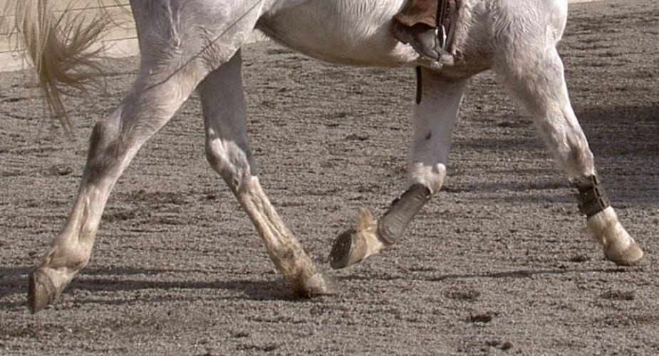Gene therapy can cure lameness in horses - big implications