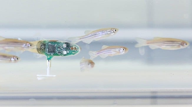 A robotic fish swims with the school and can even lead