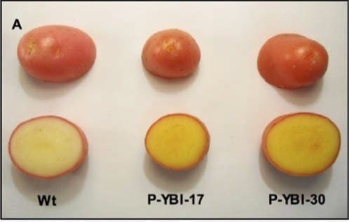 An experimental “golden” potato could hold the power to prevent disease and death in developing countries