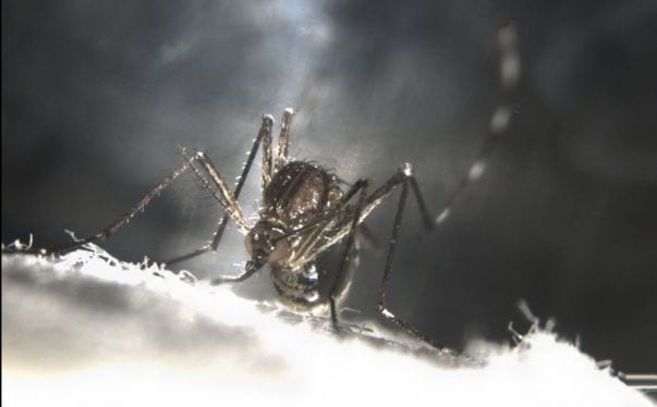 Genetically engineering mosquitoes to self-destruct