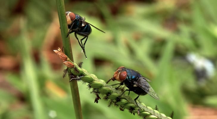 Could flies help to monitor disease outbreaks by acting as autonomous bionic drones?