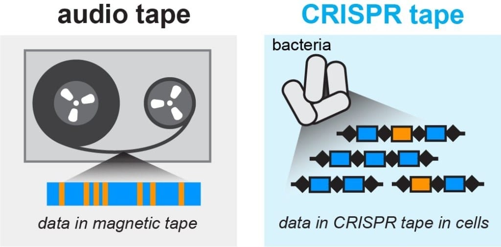Microbes are the basis for the world's smallest tape recorder