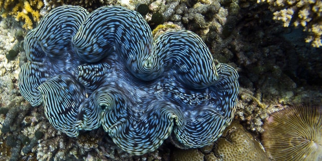 Enhancing the production of biofuel inspired by mimicking giant clams