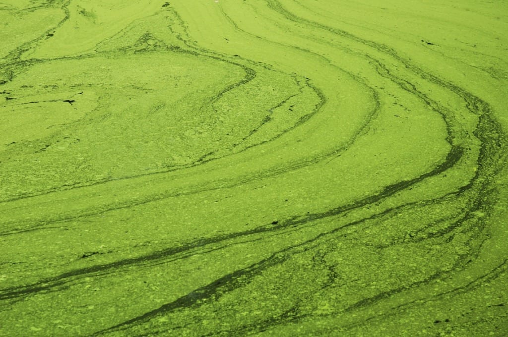 Feeding and fueling the planet with algae via new genome engineering technique