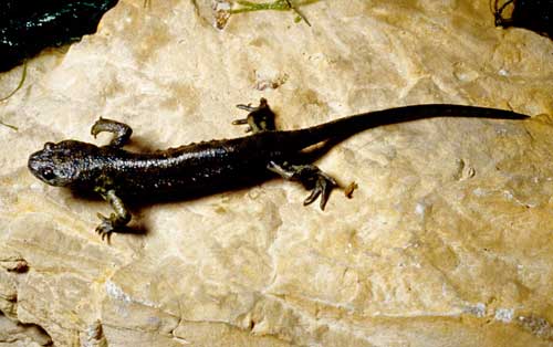 Salamander genome sequenced: May provide clues to rebuilding complex tissue and even body parts