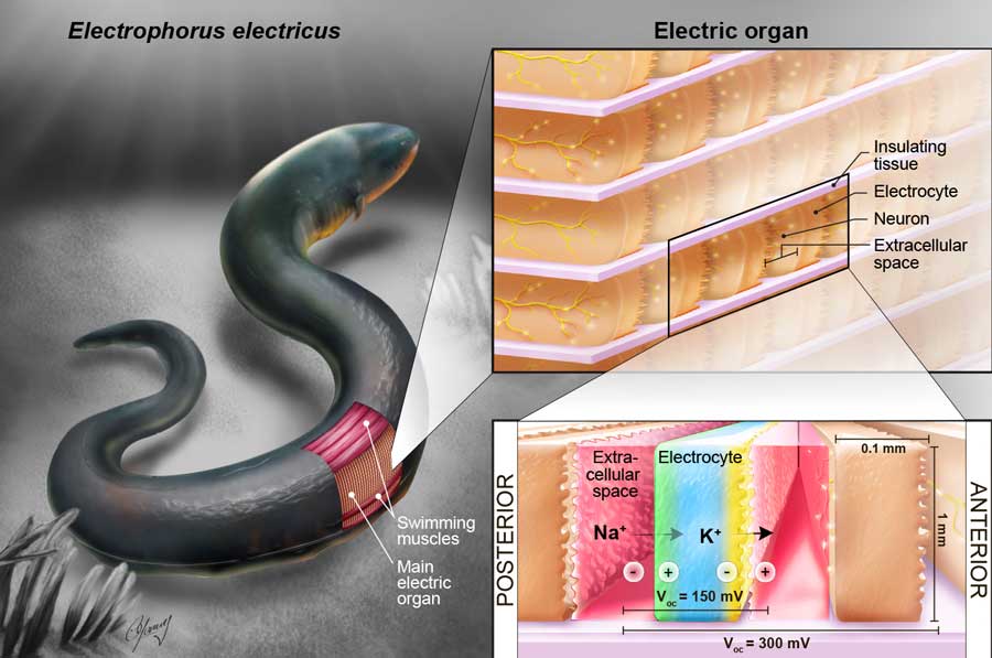 Eel-inspired power cells are flexible and transparent
