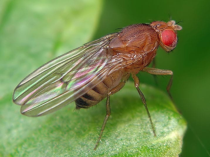 Inhibiting an enzyme common to all animals prolongs lifespan in flies and worms