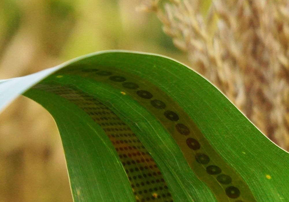 Cheap sensors-on-tape can be attached to plants and provide new kinds of data to researchers and farmers