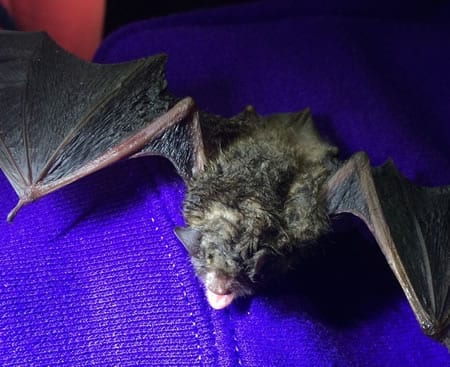 Could white-nose syndrome in bats be stopped by simple UV light?