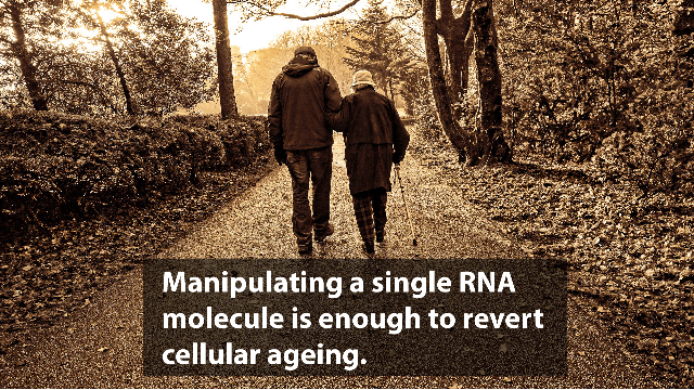 Could the manipulation of a single RNA molecule be enough to revert cellular ageing?