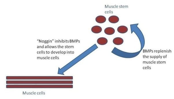 Stronger muscles in old age with stem cells?