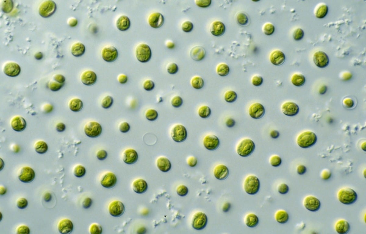 Combining BECCS and microalgae production to solve world hunger and reduce CO2