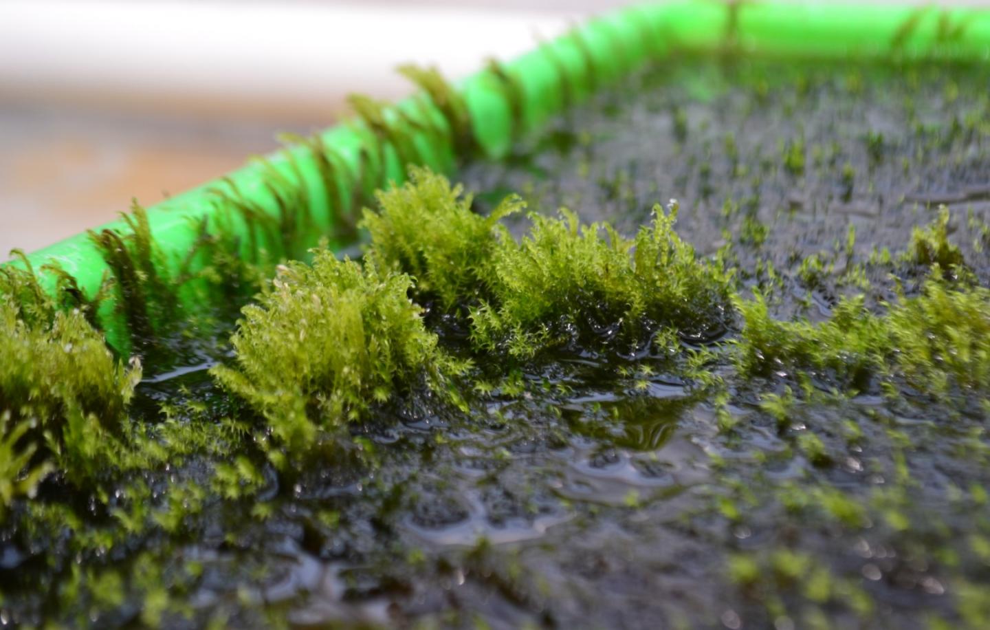 Removing arsenic from contaminated drinking water using moss results in clean useable water