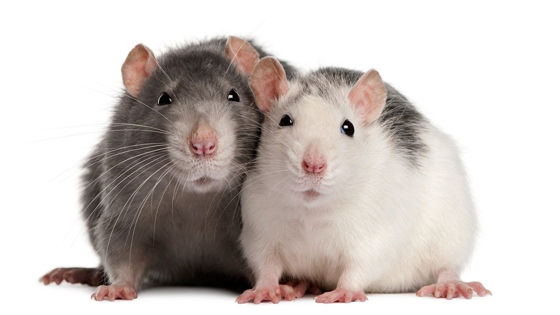 Rats are able to detect whether a child has tuberculosis (TB)