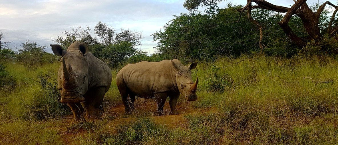 A collaboration to monitor rare and endangered species and stop poaching