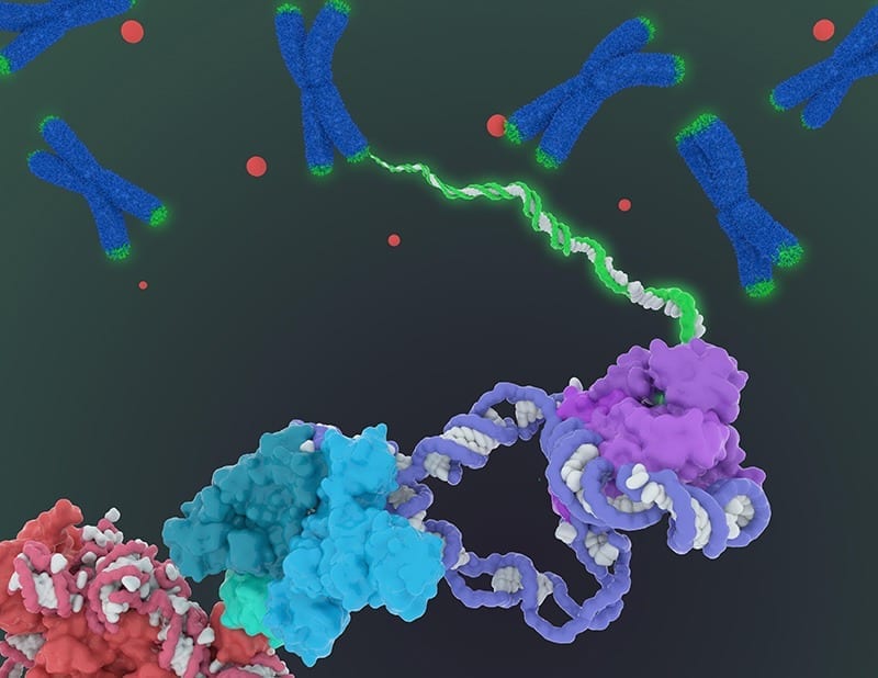 New detailing of the structure of telomerase paves way for new drugs for aging and cancer