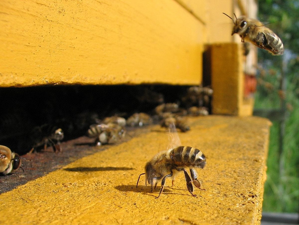 Probiotics can decrease the mortality rate due to nosemosis in bees by up to 40%