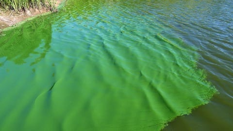Biofuel from green algae via photosynthesis