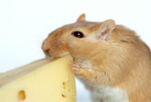 Researchers have been able to completely block the development of obesity - in mice