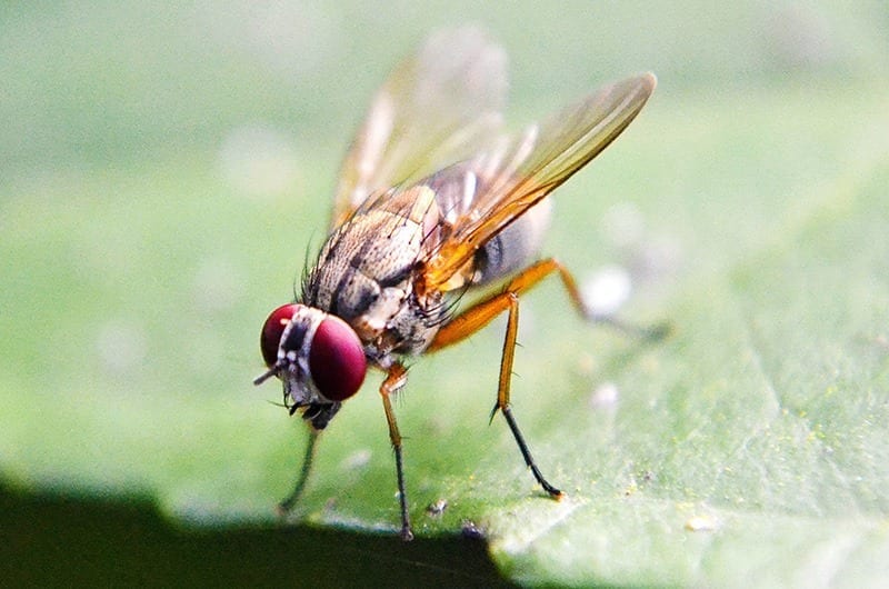 Alzheimer’s disease symptoms reversed in fruit flies