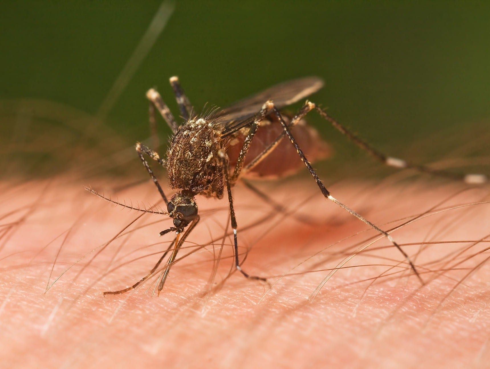 A new pesticide-free way to limit mosquito populations in some areas and reduce the spread of the West Nile virus.