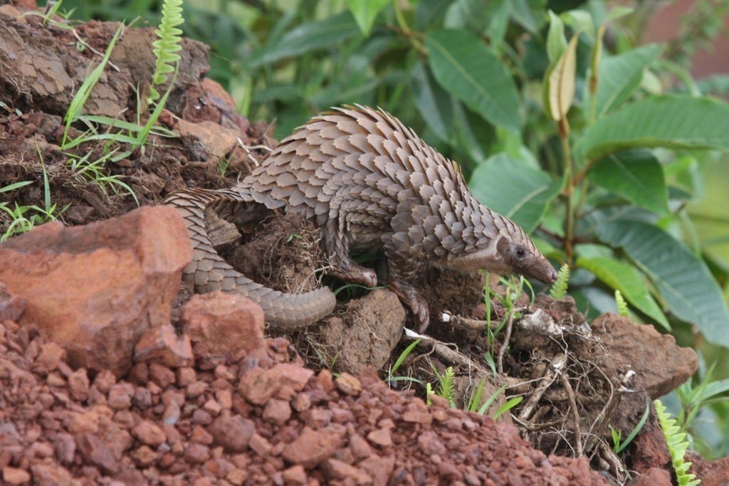 Can forensics save the world’s most-trafficked mammal?