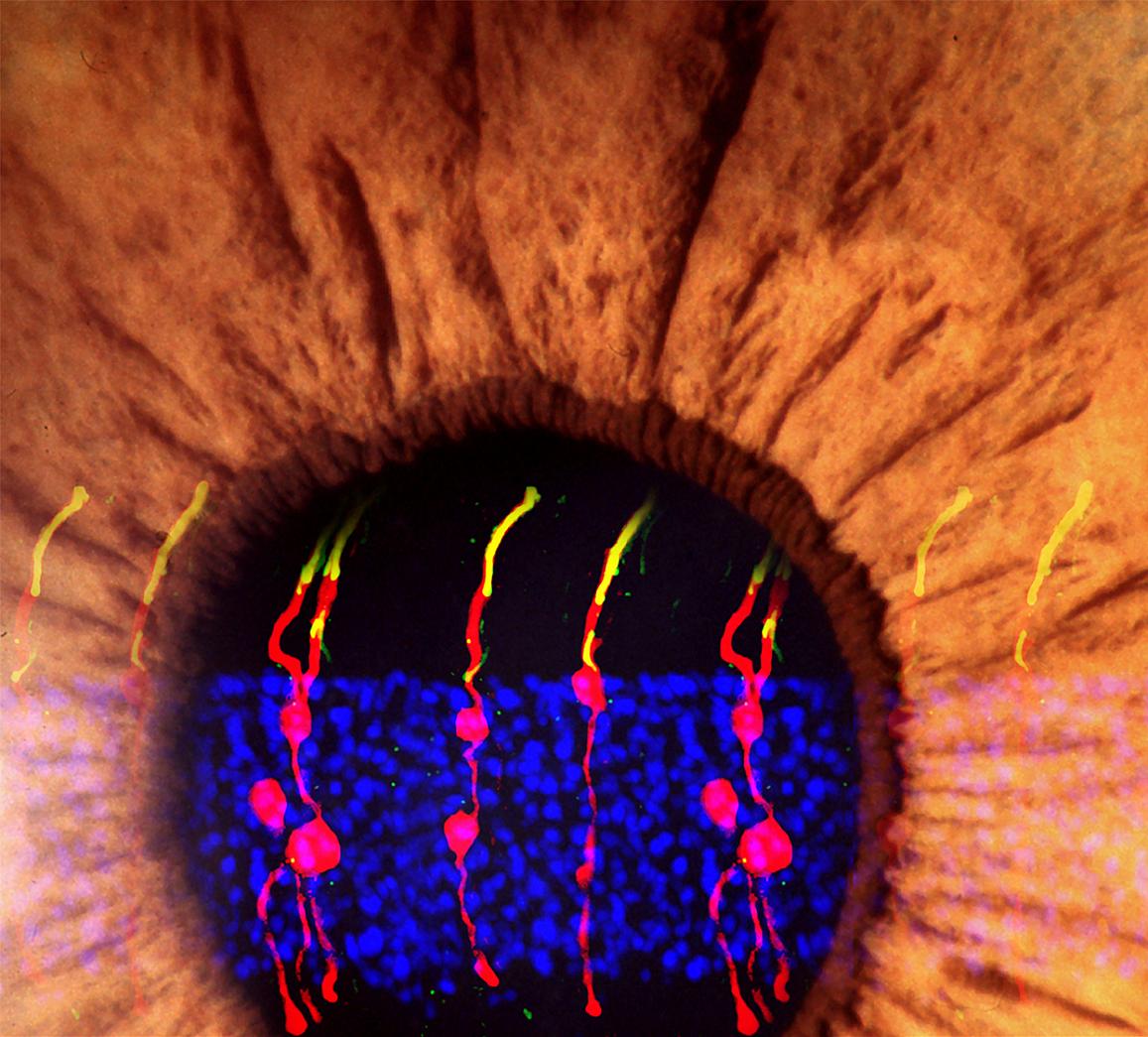 Researchers have reversed congenital blindness in mice