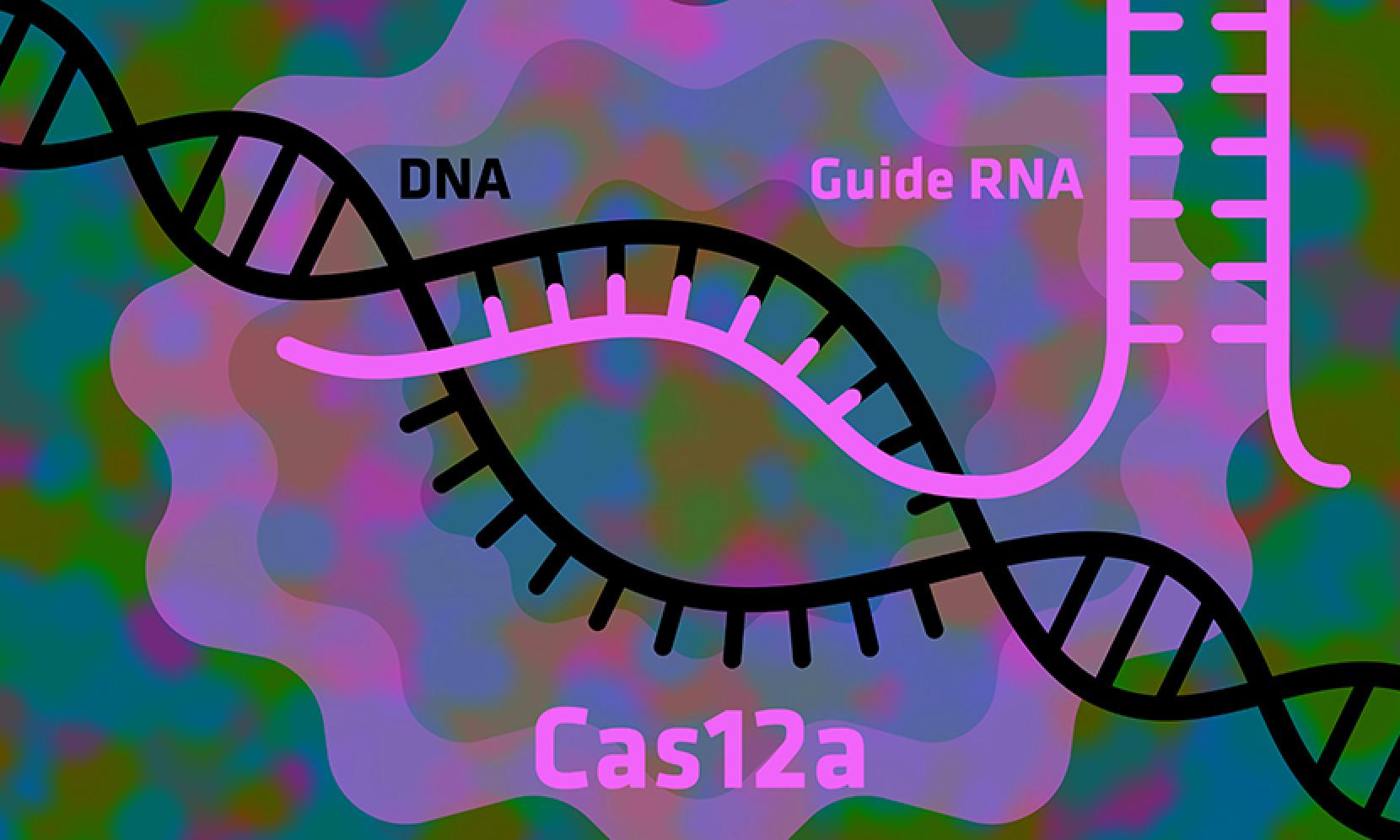 New Cas12a approach could open the door for gene editing safe enough for use in humans