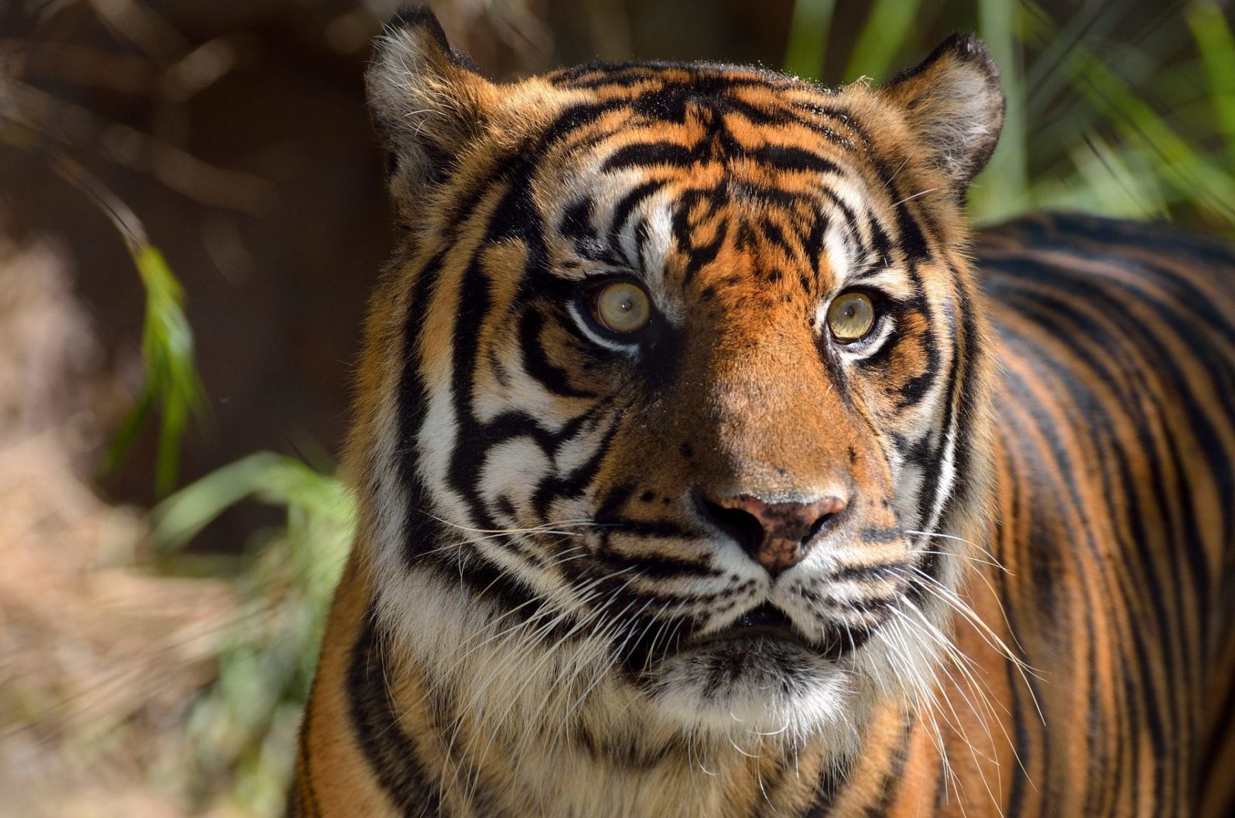 Saving the tiger with a profiling tool used to catch serial criminals