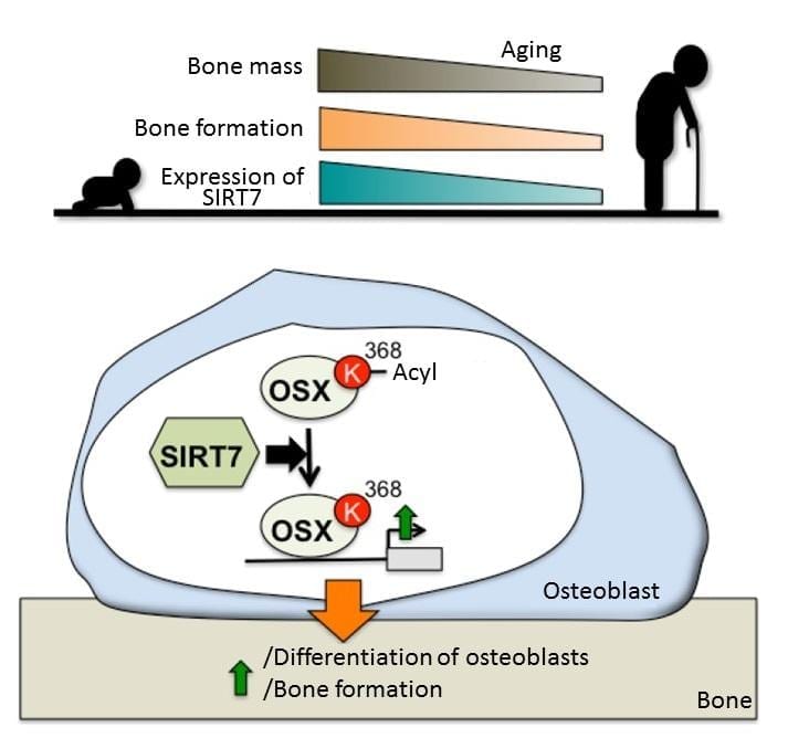 Developing new therapeutic drugs for osteoporosis and other bone degenerative diseases