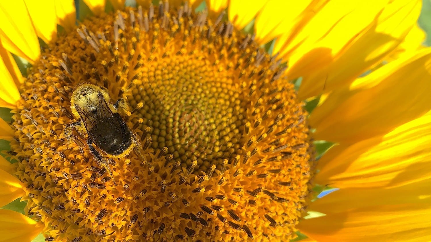 Could sunflower pollen dramatically lower rates of infection in bees by specific pathogens