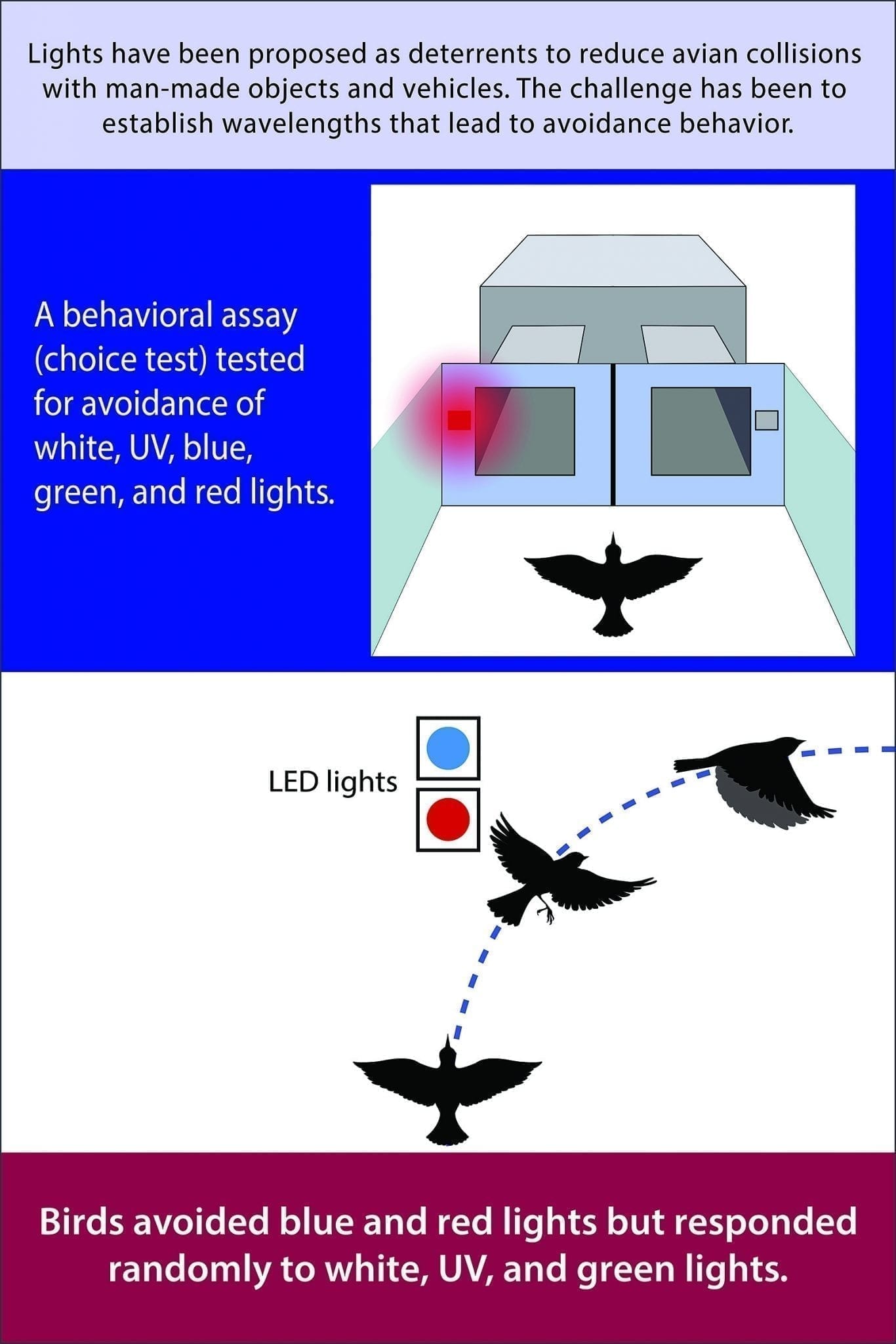 Could red and blue LED lights help to save millions of birds?