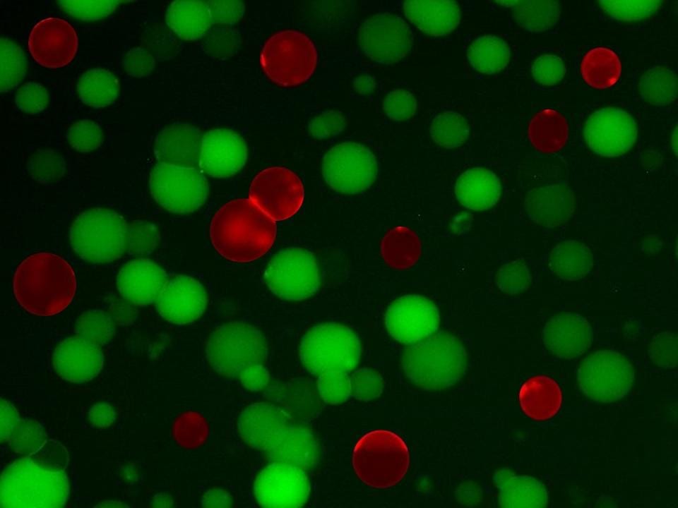 Artificial cells that can kill bacteria have been created