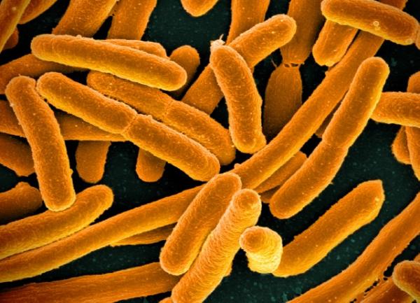 In parts of Europe some strains of the latest superbug are already resistant to all known antibiotics