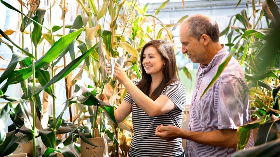 A key step in improving agricultural efficiency and yield in corn