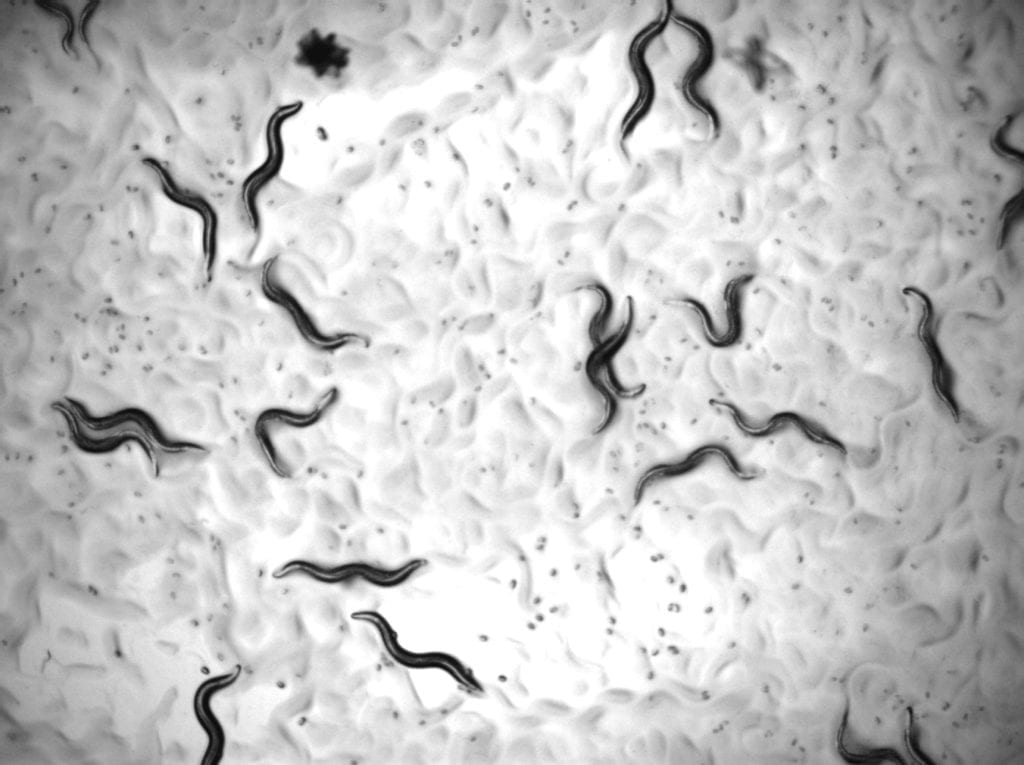 Life-extending effects in worms could one day translate into treatments that delay ageing in humans