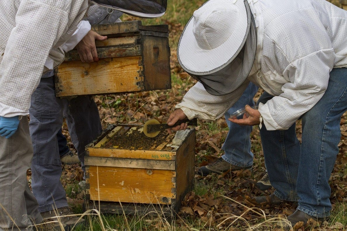A powerful new medicine in fighting honeybee viruses: Fungus