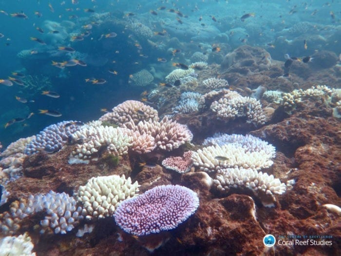Some reef-building corals primed to resist coral bleaching