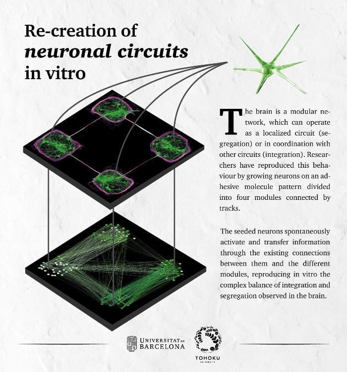 Neuroengineering enables the reproduction of the complex brain-like functions of segregation and integration of brain circuits - in vitro