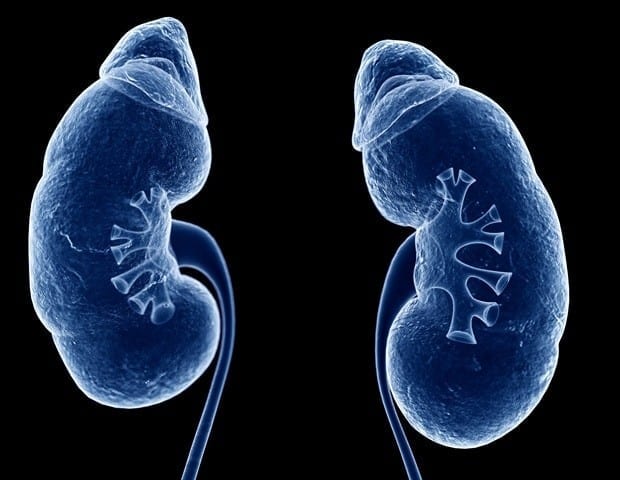 Scientists have identified how to halt kidney disease in a life-limiting genetic condition