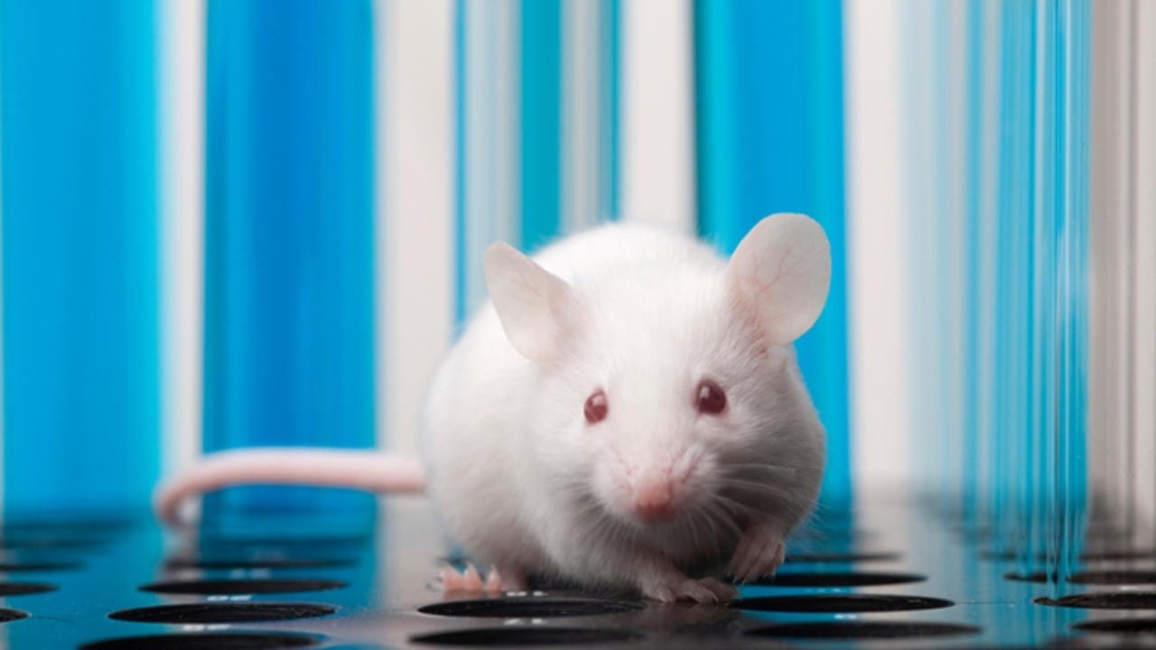 Animal stem cells are grown into a preliminary device to detect bombs and drugs