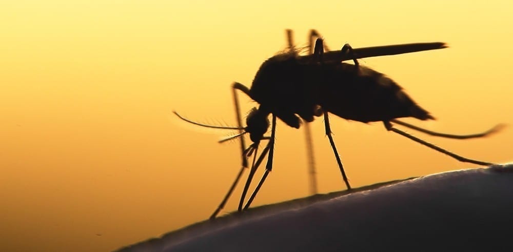 Could graphene be used to block mosquito bites?