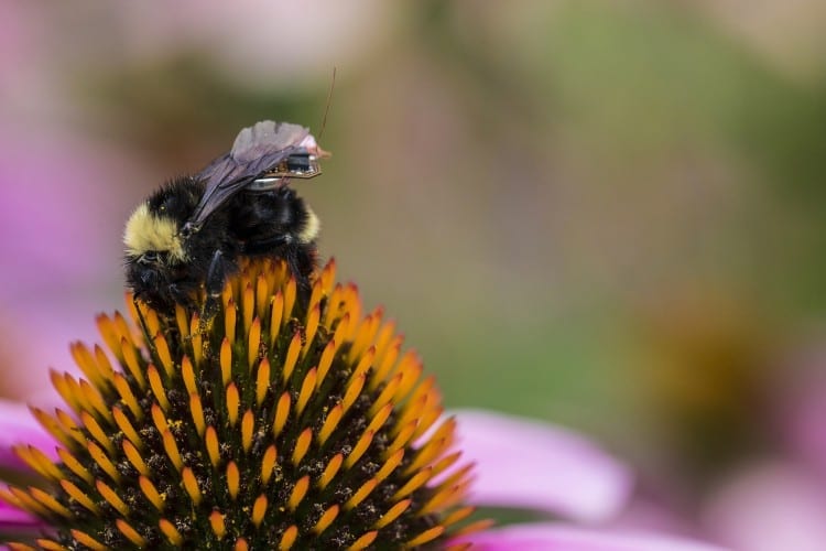 A sensor package small enough to ride on the backs of bees has great possibilities