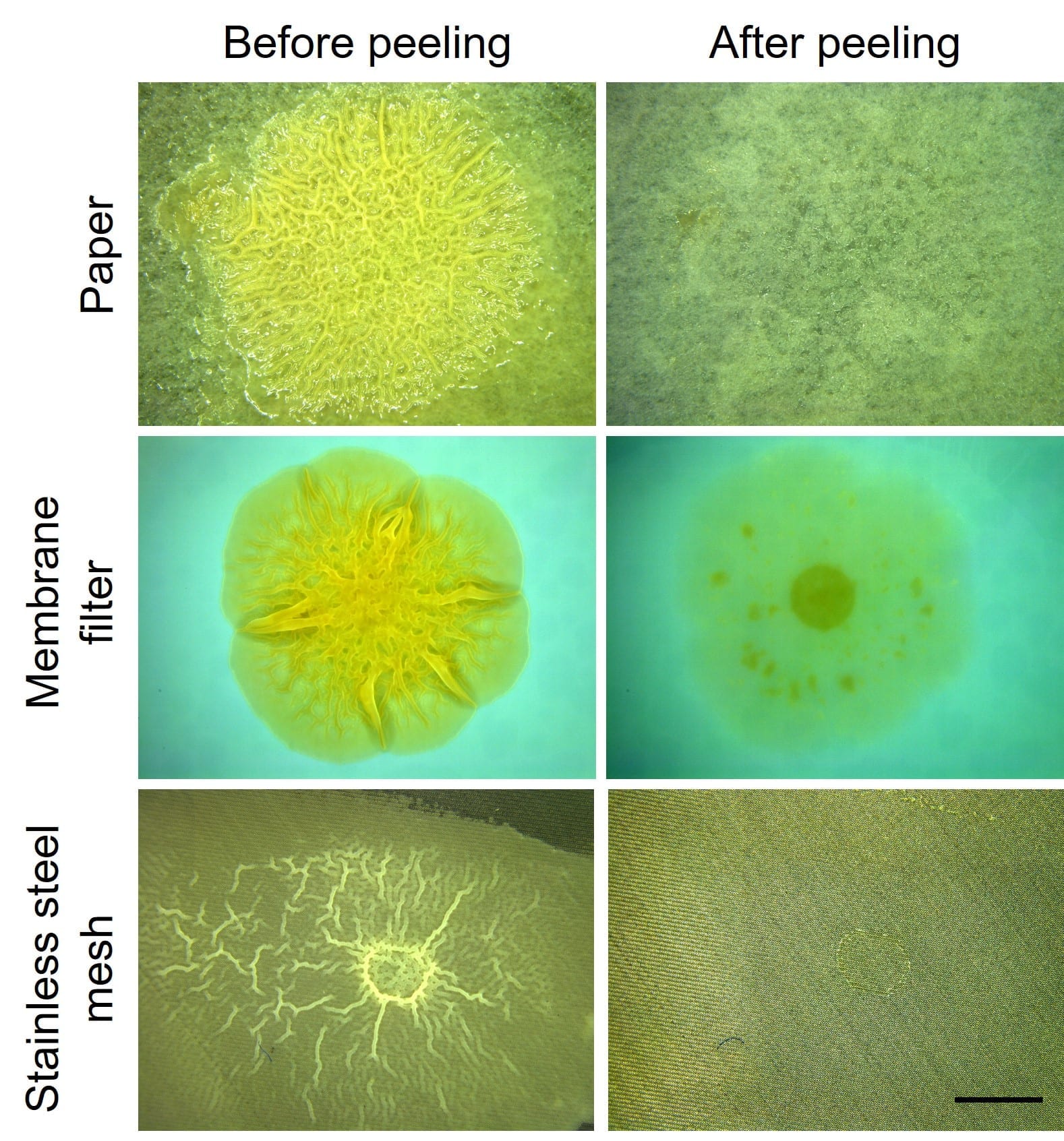 A way to cleanly and completely peel off biofilms