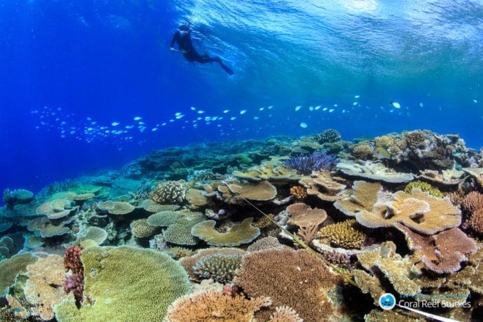 A glimmer of hope for the world’s coral reefs