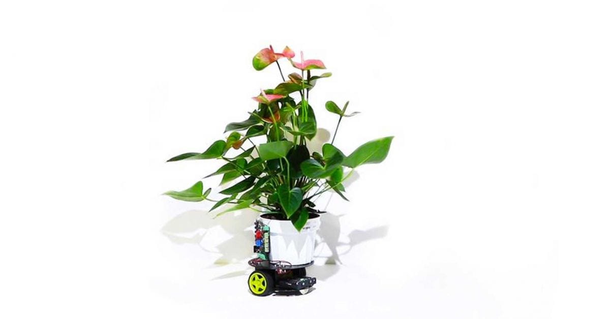 The dawn of cyborg botany : Introducing a plant-robot hybrid
